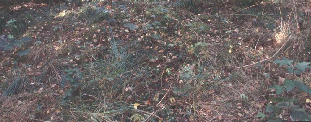 Ruohon, heinän ja pensaiden peitossa oleva pohjakaavaltaan neliömäinen noin 4 x 4 metriä