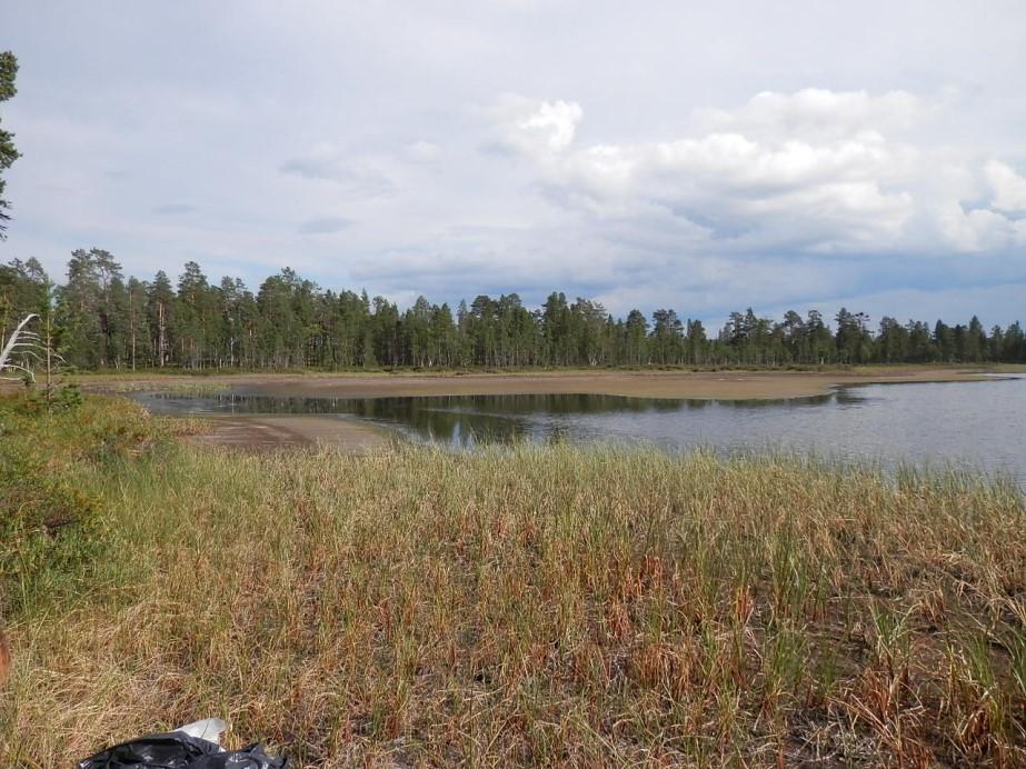 49 Kuva 12. Järven 5 vedenpinta on alempana kuin yleensä, mikä johtuu matalista pohjaveden pinnoista. Kuvaaja: Annukka Galkin, 7/2014. 6.5.3.