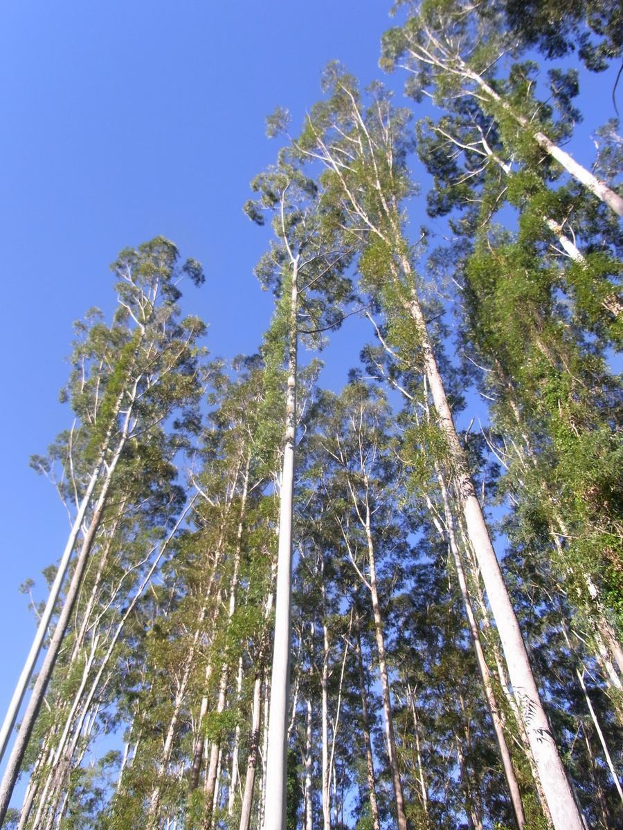 11 Kuva 5. Eukalyptus (7.) 5 MASSA 5.1 Sulfaattimassa Paperintuotannossa käytetään mekaanisia, kemimekaanisia ja kemiallisia massoja.
