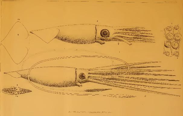 Väitöstutkimus: The Giant Squid: Imagining and Encountering the