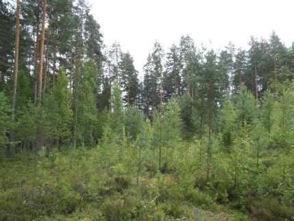 uhanalaiset luontotyypit sekä havainnoida kohteiden kasvillisuutta. Maastotöiden yhteydessä tehtiin samalla havaintoja liito-oravan potentiaalisista elinympäristöistä.