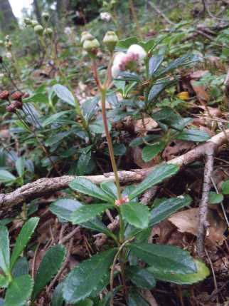 Alueella havaittiin alueellisesti uhanalaista (RT) sarjatalvikkia (Chimaphila umbellata). Kangas vaihettuu järven rantaa melko jyrkkänä rinteenä.