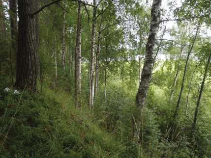 Järven ranta on järviruoko-valtaista sara- ja ruoholuhtaa ja metsälain tarkoittama elinympäristö. 2 Kuvat 4 ja 5.