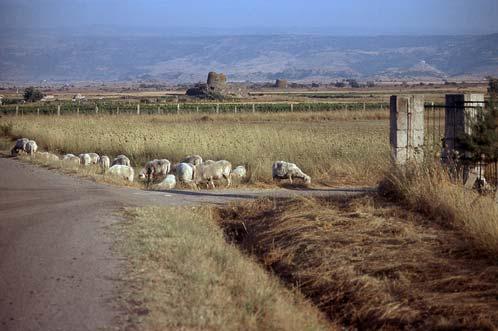 Sardinian maaseutua tyypillisimmillään: lammaslauma ja nuragheja.