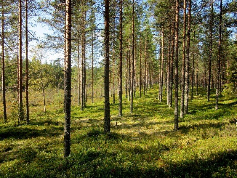 Soraharjanteen loiva itärinne, taimikkoa, muokattu.