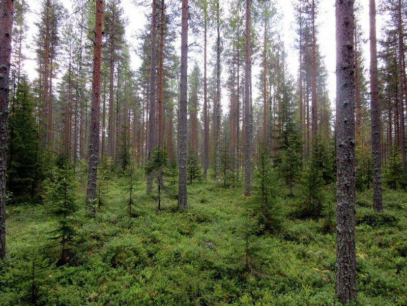 19 Kuva 26. Voimalapaikka T 7 kuvattu etelään.