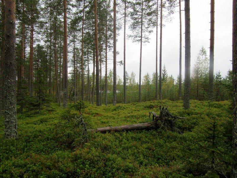 Voimalapaikka 4 (avohakkuualueen takana) kuvattuna länteen.