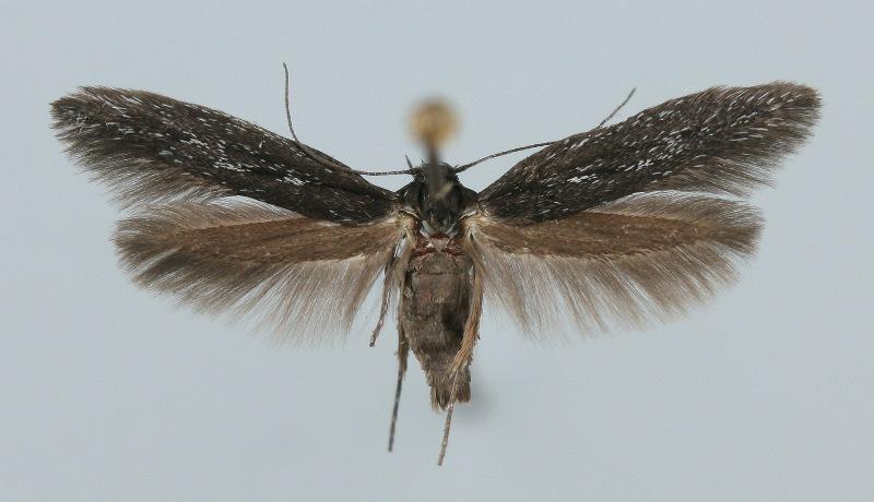 Scythris inspersella (Hübner, 1817) Kuva: R.Siloaho Kuva: H.Tanner Tuntomerkit. Siipiväli 14-17 mm. Takaruumis paksu; takimmaiset jaokkeet naaraalla kellertävät; koiraan perätupsu lyhyt, harva.