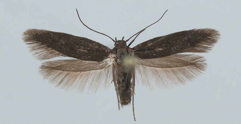 Scythris fuscopterella Bengtsson, 1977 Kuva: R.Siloaho Tuntomerkit. Siipiväli 13-14 mm.