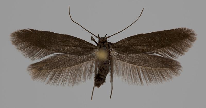 Scythris productella (Zeller, 1839) Kuva: Pekka Malinen Kuva: Pekka Malinen Tuntomerkit. Siipiväli 16-19 mm.