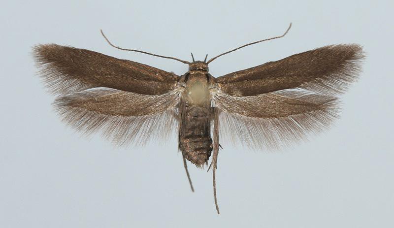 Scythris disparella (Tengström, 1848) Kuva: R.Siloaho Tuntomerkit. Siipiväli 11-14 mm. Naaraan takaruumiin 2 viimeistä jaoketta alapuolelta valkeahkot.