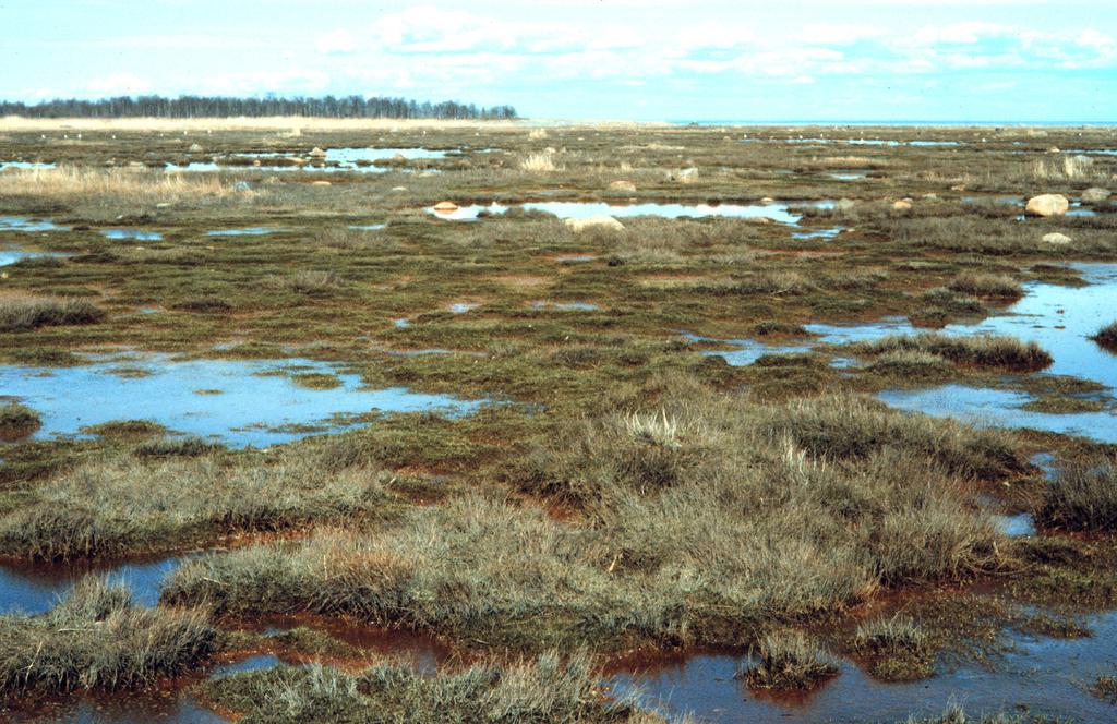 Laajimpien niittyjen vieras Geolittoral Hydrolittoral mean min max mean min