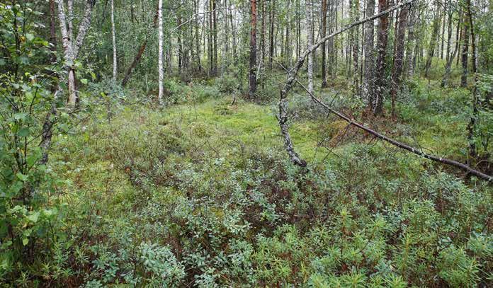 Lisäksi tyyppilajeja edustavat muun muassa hilla, tupasvilla ja pallosara.