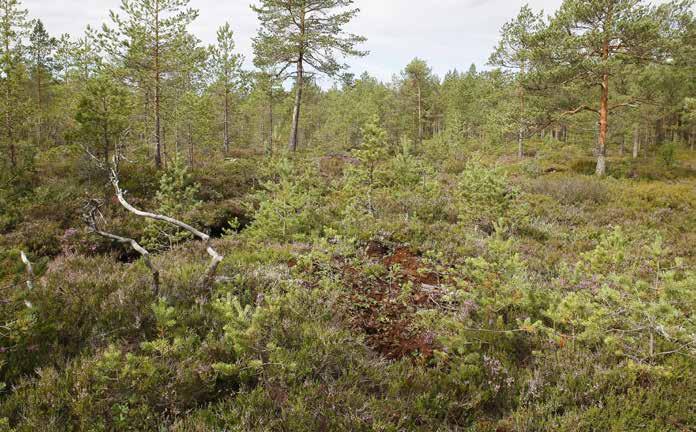 Laajaa varputurvekangasta (Vatkg). Pillikistönsuo E on kauttaaltaan ojitettu, eikä luonnontilaisia tai luonnontilaisen kaltaisia osuuksia ole lainkaan.