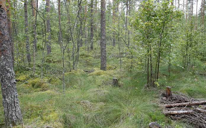 Muuttumaa, joka on tulevaisuudessa varputurvekangasta (Vatkg) ja puolukkaturvekangasta (Ptkg). Koppionevan pohjoisosa on voimakkaasti ojitettu kokonaisuudessaan.