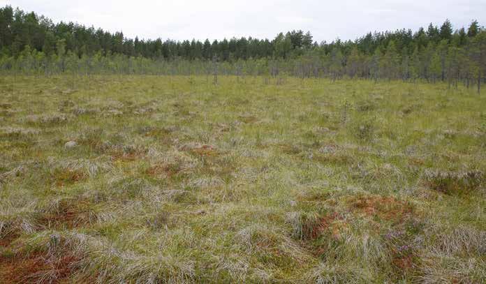 Ruskorahkasammalen ohella kenttäkerroksen runsain laji on tupasvilla. Pieni osa kuviosta on rahkarämettä (RaR), keidasrämettä (KeR) ja rahkanevaa (RaN).