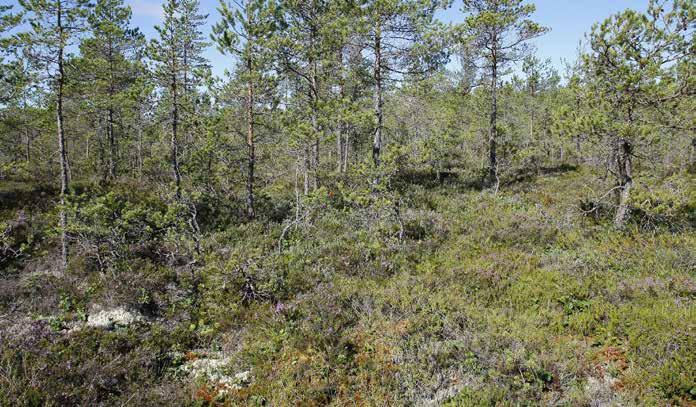 Tyyppilajeja ovat kanerva, variksenmarja, tupasvilla, ruskorahkasammal, rämekarhunsammal, hilla ja jäkälät.