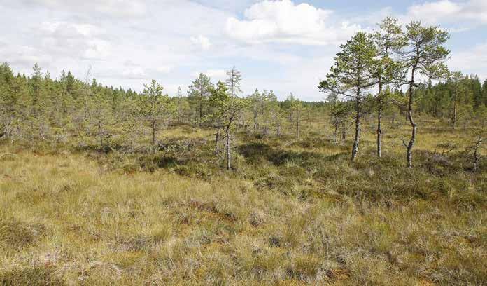 Kuvio 1. Keidasräme (KeR) / lyhytkorsineva (LkN) / kuljuneva (KuN) [LC/NT] Kasvillisuuskuvaus: Keidasräme, jossa on pitkänomaisia kermejä.