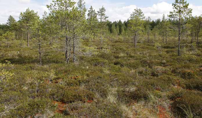 Kuivimmilla mätäspinnoilla tavataan yleisesti jäkäliä. Kasvillisuudeltaan rahkaräme vastaa keidasrämeen kermien kasvillisuutta.