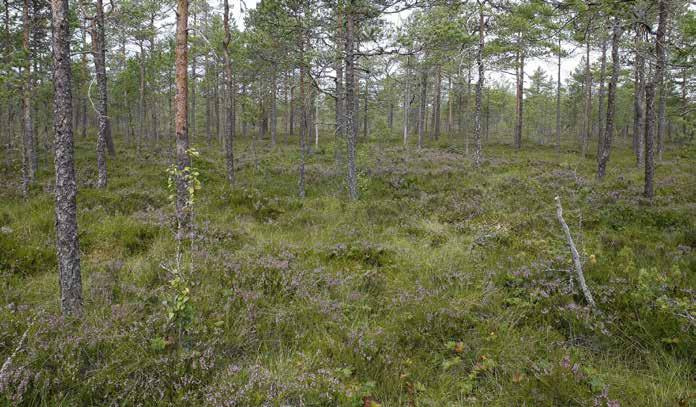 Muuten tavataan lähinnä suokukkaa ja isokarpaloa sekä rahkasammalia.