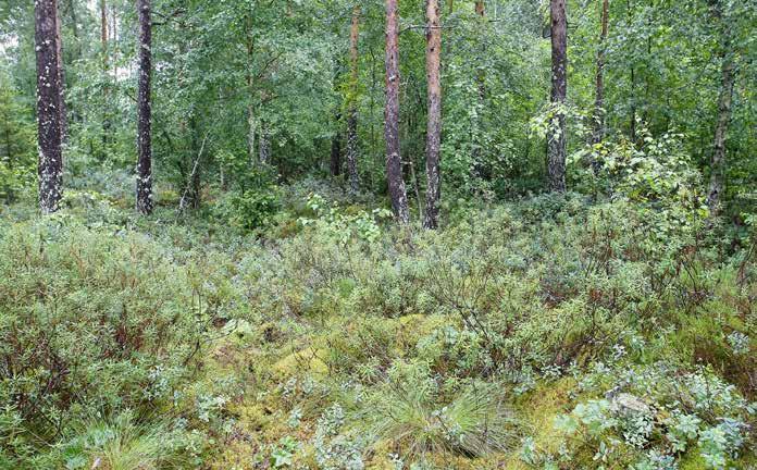 Ojalinjan laiteilla olevaa varputurvekangasta (Vatkg). Kivijärvensuon länsipuolisko on kauttaaltaan ojitettua, minkä seurauksena alueella on erilaisia muuttumia.