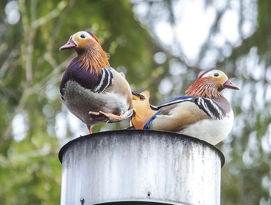 Rovaniemellä havaittiin keväällä 2016 kaksi juhlapukuista mandariinisorsakoirasta. Two Mandarin Ducks Aix galericulata were observed in Rovaniemi in spring 2016. Mikko Lantto Kirjallisuus Hytönen, P.