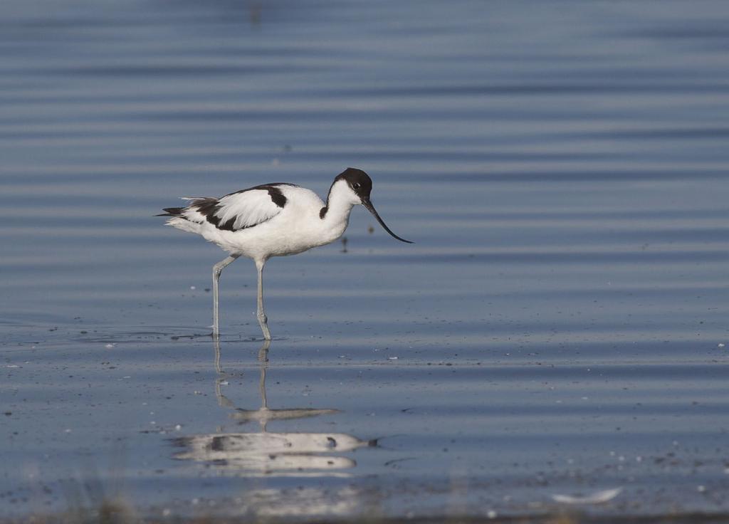 Pikkuharvinaisuudet 2016 Avosettejä havaittiin vuonna 2016 ennätysmäiset 100 yksilöä. There were 100 Avocets Recurvirostra avosetta observed in 2016. Petri Kuhno to k jp S (Tero Laiho), 29.3.