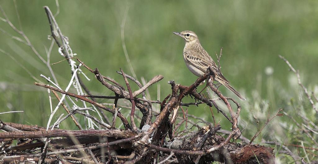 Nummikirvisiä havaittiin vain yksi yksilö. Only one Tawny Pipit Anthus campestris was observed. Petri Kuhno jo Asikainen ym.), 25.6. Kokkola Lintuaho (Marko Knuuttila), 15.9.