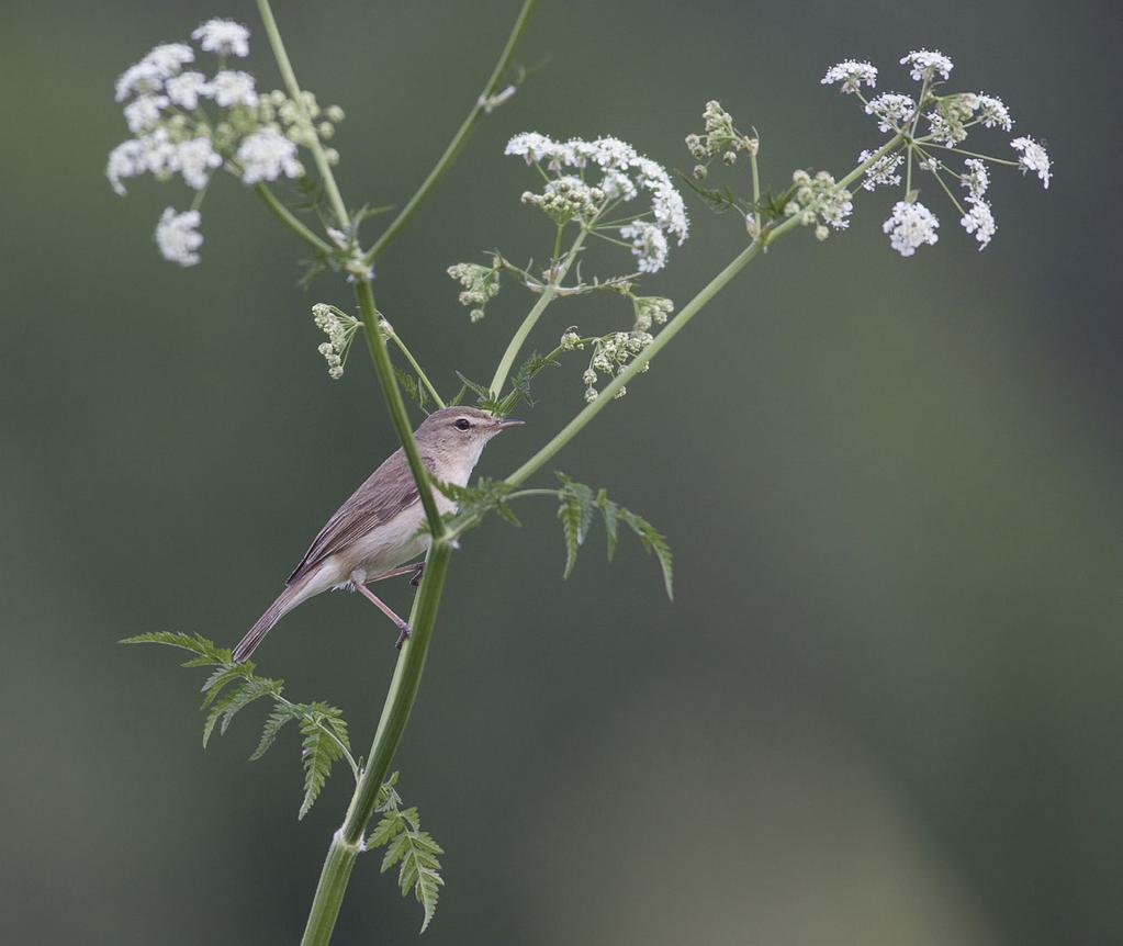 Pikkuharvinaisuudet 2016 Pikkukultarinnan esiintyminen oli runsas, ja myös kaksi onnistunutta pesintää todettiin. Two successful nestings of Booted Warbler Iduna caligata were observed.