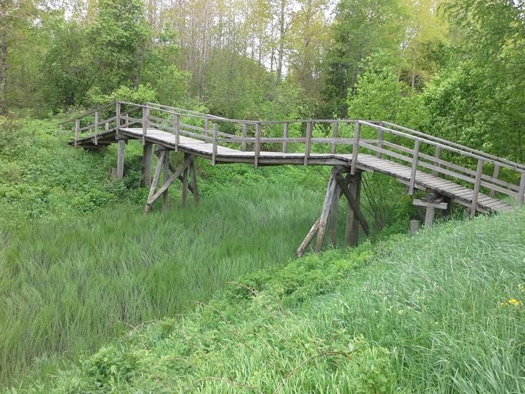 Näkyvin ongelma Punkanjoella on sen umpeenkasvu, jota on aiheuttanut sekä sedimenttilietteen kertyminen joen pohjaan, että rannoille levinnyt laaja isosorsimokasvusto (kuva 3.