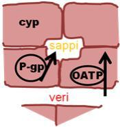 Kuljetusproteiinit Efflux-transportterit (ulosheitto) P-glykoproteiini (MDR1 / ABCB1-geeni) - inhibiittorit usein myös CYP3A4:n inhibiittoreita (esim.