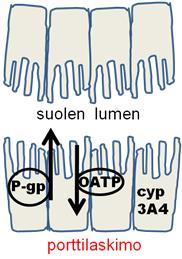 lisääntynyt ekspressio, päiviä-viikkoja Jos metabolia vain yhden CYP-entsyymin kautta interaktioriski kasvaa.