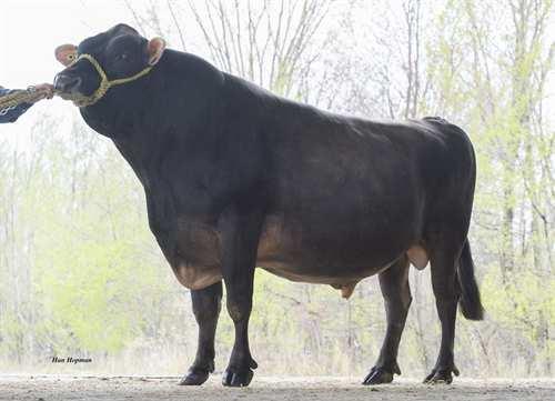 Joel GUIMO JOEL 0200JE00384 LEGAL x PARAMOUNT x FIRST PRIZE GLPI +1707 PRO$ 1069 JH1F JH2F Rek #: JECANM106797223 aaa: