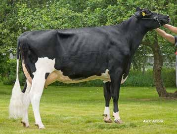 VH Zodiak (VH Zaza x VH Pop x D Limbo), +30, on VG:n ainut VH Zazan poika. Se on syntynyt Poul Haubron karjassa. Emä, GP-82, on tuottanut 2,2 vuodessa keskimäärin 13 000 kiloa maitoa.