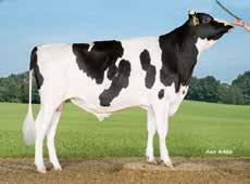 VH Pogba P HOL 98012 I:Powerball II: EarnhardtP EI:Massey EEI: D Limbo Periyttää nupoutta +27 Hieno luonne Mahtava utarerakenne Tuotosindeksi: 115 Varm. 77 % Maito kg 119 Rasva kg 107 Valk.