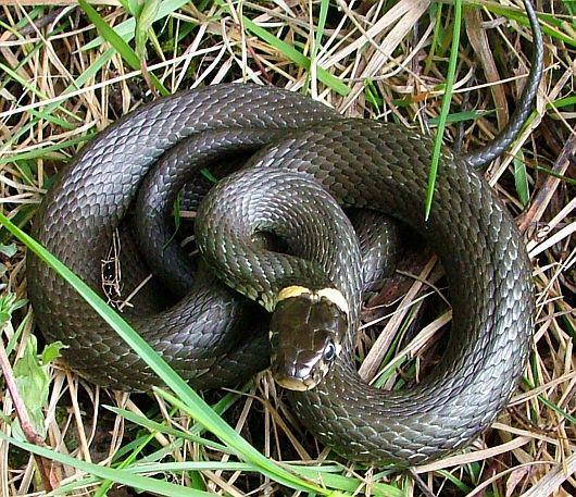 Tavalliset hyttysmyrkyt suojaavat keskimäärin sinua vain 84 prosenttisesti. Tämän "maagisen" sekoituksen avulla olet ensi kesän täysin näkymätön hyttysille!