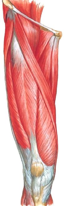 Luku 1 JOHDANTO ALARAAJAN ANATOMIAAN Niin kuin yläraajan toimintaan kuuluu hartiakaari luineen, alaraajan anatomiaan ja toimintaan kuuluu lantiorengas nivelineen.