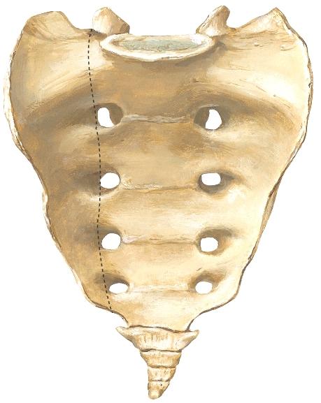 Ristiluu, (sacrum) M6p s451-3; Gray2p s425-6; Netter 157 Viisi sakraalista nikamaa on sulautunut yhteen ristiluuksi. Ristiluun kanava (canalis sacralis) on selkärangankanavan jatke ja alin osa.