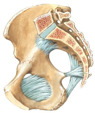 Nivelkapseli on tiukka, lisäksi nivelellä on vahvat apusidokset: ligamentum Holvikaarirakenne jakaa momentit lonkkanivelille Lantion rakenne ja siihen kohdistuvat voimat SI-nivel Ligamentum