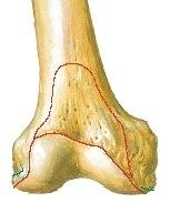 Ulkoiset nivelsiteet: Ligamentum patellae polvilumpion ja lihaksiston jatkeena tukee niveltä edestä. Lig. collaterale mediale et laterale tukevat niveltä kummaltakin sivulta.