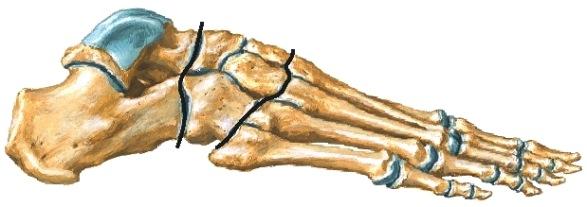 Luiden välistä haarukkaa on sitomassa koko matkaltaan membrana interossea ja alapäässä lig. tibiofibulare anterior et posterior. Telaluun nivelpinta on edestä leveämpi kuin takana.