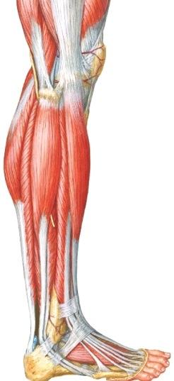 Alempi nilkkanivel (articulatio subtalaris) ja articulatio talocalcaneonaviculare M6p s650-4, 665-6; Gray2p s607-610; Netter 524-5 Nivelessä tapahtuu jalkaterän pronaatio ja supinaatio.