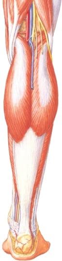 Anteriorisen lihasaition lihakset: M. tibialis anterior, m. extensor hallucis longus, m. extensor digitorum longus.