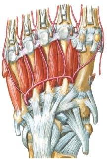 extensor digitorum longus Retinaculum flexorum superior et inferior M.