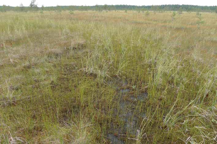 Kuva 78. Rimpinevaa Ymmyräisnevan pohjoisosassa. Antje Neumann. Kuva 79. Metsäsaareke Teerinevan avosuolla. Antje Neumann. Luonnonsuojelulain mukaiset kohteet Hankealueella ei havaittu Luonnonsuojelulain 29:n mukaisia luontotyyppejä.