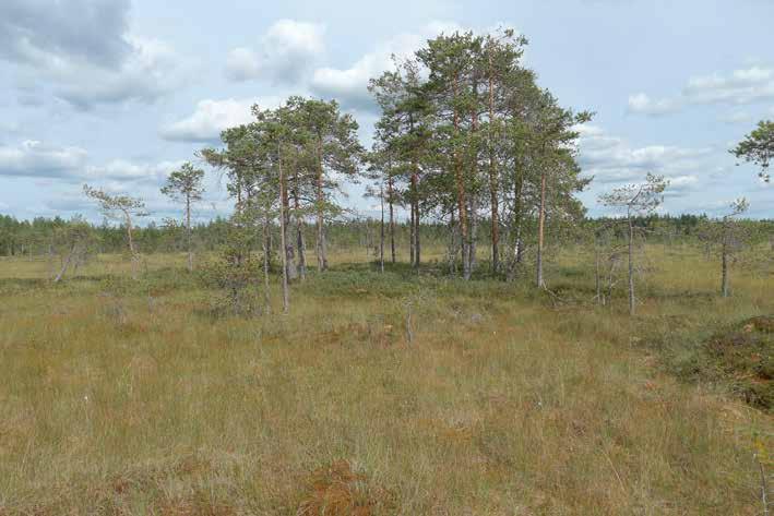 Metsälakikohteet Teerinevan pohjoisosan luonnontilaisella avosuoalueella sijaitseva pieni metsäsaareke (kuva 79) kuuluu Metsälain 10 :n tarkoittamiin erityisen tärkeisiin elinympäristöihin.