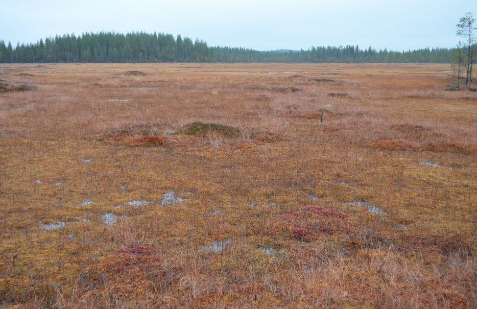 alueekologisessa verkostossa METSO-kuvioina tai muina luontokohteina. Tammasuo, Luhtalammen ja Näätävaaran välinen alue on merkitty pääosaltaan ekologiseksi yhteydeksi.