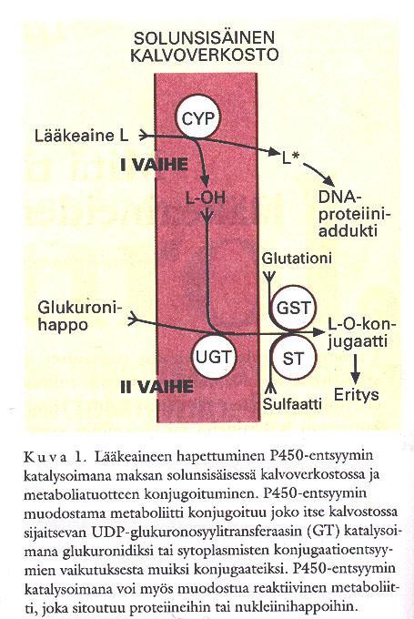 Maksatoksisuus suuri altistus Maksatoksisuus - esimerkkejä Suora reaktio: Parasetamoli Sienimyrkyt (amatoksiinit, alfatoksiinit)