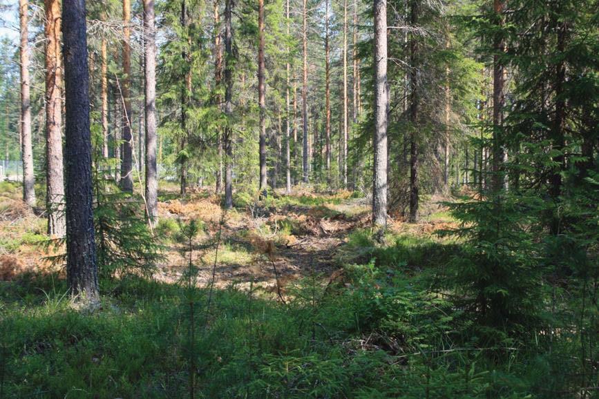 Kuva 7. Kortteli 1505 eteläosaa. lueen itäosan metsätyyppi on tuoreempaa, aluksi mustikkatyyppiä (MT), rehevöityen kohti Hirvasjokea. luksi puusto on pääosin nuorta kuusta ja mäntyä, iältään n.