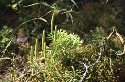 metsäkortetta, metsäimarretta ja oravanmarjaa. Metsätyypiltään alue tuoretta kangasta, mutta aivan tästä itään ja kohti Hirvasjokea metsätyyppi muuttuu lehtomaiseksi kankaaksi ja lehdoksi.